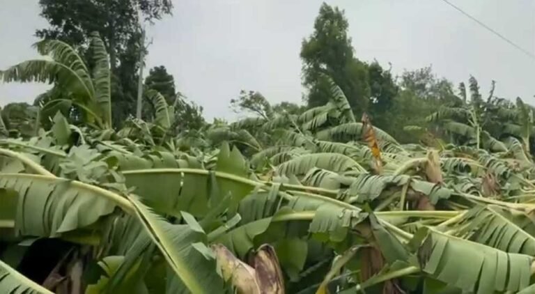 मशहूर बुरहानपुर केला फसल को भारी नुकसान, मुख्यमंत्री ने तुरंत सर्वे और राहत के दिए निर्देश