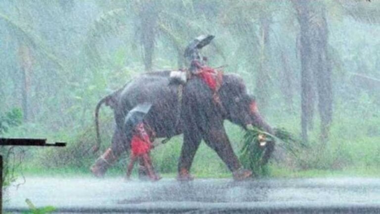मानसून ने पकड़ी रफ्तार, देश में बारिश की शुरुआत; यूपी और बिहार के लिए बड़ा अपडेट