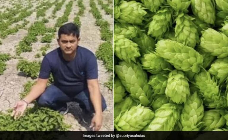 बोक चॉय की खेती ने बदली किसान की किस्मत, गोण्डा के प्रवीण बने किसानों के लिए मिसाल