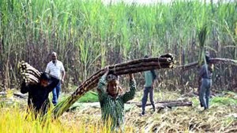 योगी सरकार की किसान नीति का असर, गन्ना किसानों में बढ़ा भरोसा और समृद्धि