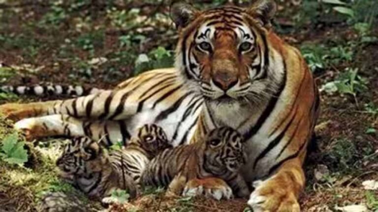 रणथंभौर टाइगर रिजर्व: शावकों संग बाघिन रिद्धि का खूबसूरत वीडियो हुआ वायरल