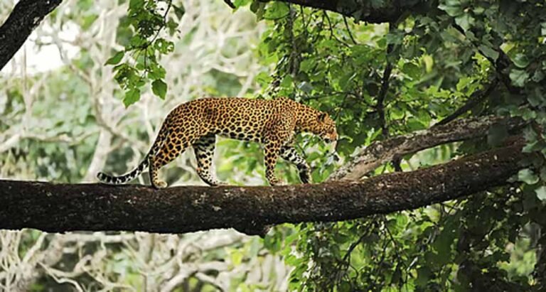मानव हस्तक्षेप से प्रभावित अरावली क्षेत्र की जैव विविधता में गिरावट
