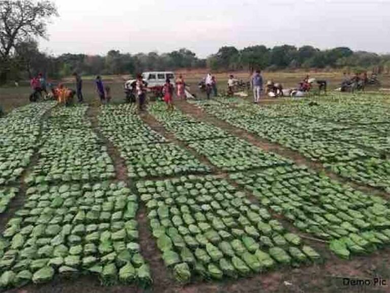 सरकार ने जारी किए 12 करोड़, तेंदूपत्ता संग्राहकों को मिली बड़ी आर्थिक राहत