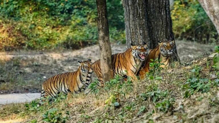 पर्यटकों के लिए अहम खबर! छत्तीसगढ़ के टाइगर रिजर्व और अभयारण्यों में आज से प्रवेश बंद