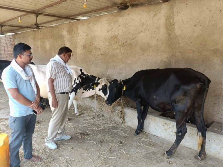 खेती के साथ कमाई का मजबूत विकल्प बना डेयरी व्यवसाय, विभाग दे रहा हर संभव सहयोग