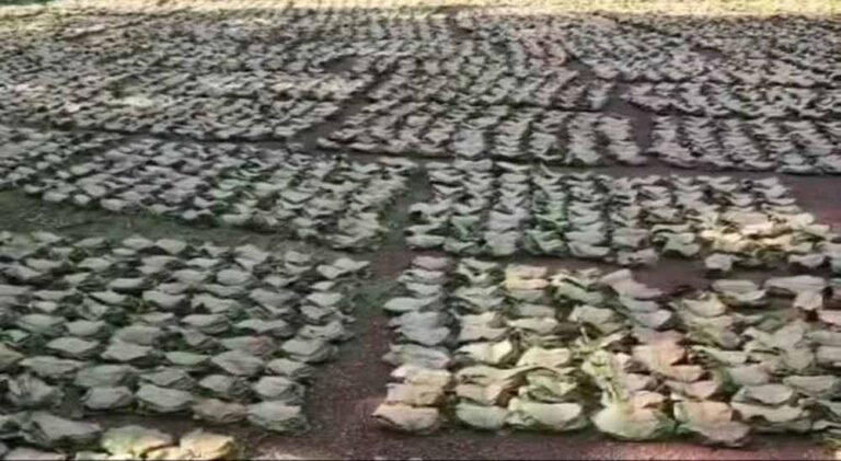 Bastar News: तेंदूपत्ता खरीदी ने रचा इतिहास, 50 हजार संग्राहकों की दूरी बनी चिंता का विषय