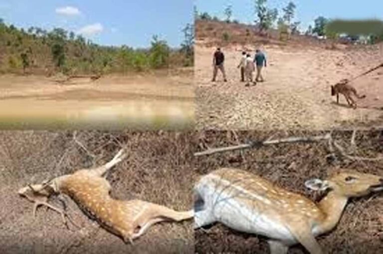 कटनी वन्यजीव त्रासदी! जहरीला तालाब बना काल, 14 चीतल-सांभर मरे, टाइगरों की सुरक्षा पर सवाल