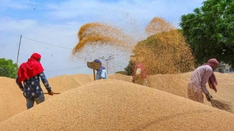 बढ़ते तापमान ने बढ़ाई किसानों की चिंता, गेहूं की फसल पर मंडरा रहा संकट