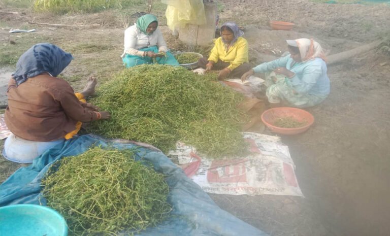 अनुपयोगी जमीन से समृद्धि की नई कहानी, धमतरी की महिलाओं ने औषधीय खेती से रचा नया मॉडल