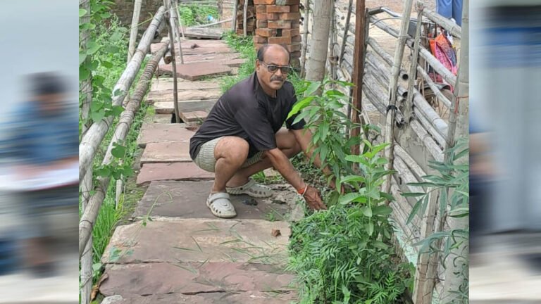 जबलपुर संभागीय महासचिव अनिल कमल तिवारी ने आम के वृक्ष कटनी में लगाए