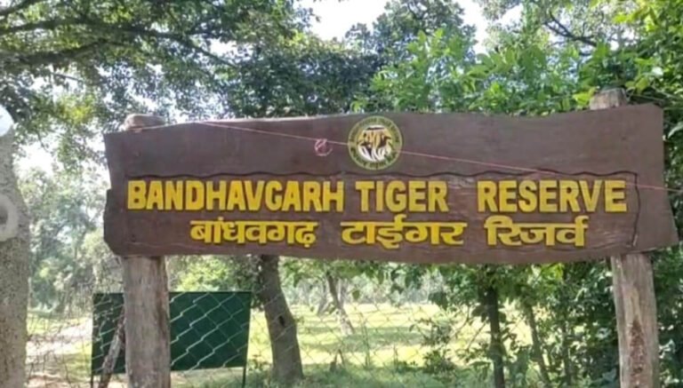 अंतर्राष्ट्रीय बाघ दिवस आज: बांधवगढ़ टाइगर रिजर्व में जागरूकता और सांस्कृतिक कार्यक्रमों की धूम