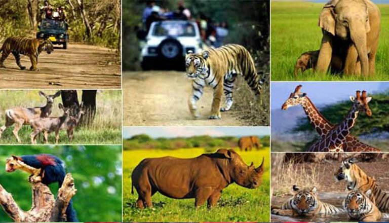 वन, वन्यजीव और पर्यावरण कानूनों के प्रभावी पालन के लिए न्यायिक-प्रशासनिक समन्वय पर जोर