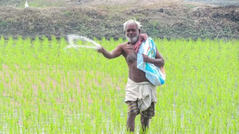 राजस्थान सरकार की नई गाइडलाइन, फसल बीमा कंपनियों को नियम तोड़ना पड़ेगा महंगा