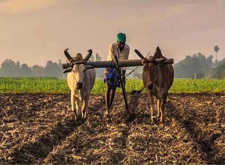 बारिश-ओलावृष्टि से फसल का डर? छत्तीसगढ़ के किसान 31 जुलाई तक जरूर कराएं फसल बीमा