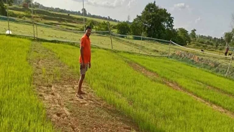 CG Weather: बस्तर में कमजोर मानसून ने बढ़ाई किसानों की मुश्किलें, सूखे की आशंका गहराई