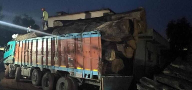 साल के 206 पेड़ों की अवैध कटाई पर बड़ा एक्शन, कोरबा में आरोपी गिरफ्तार, आरा मिल पर ताला