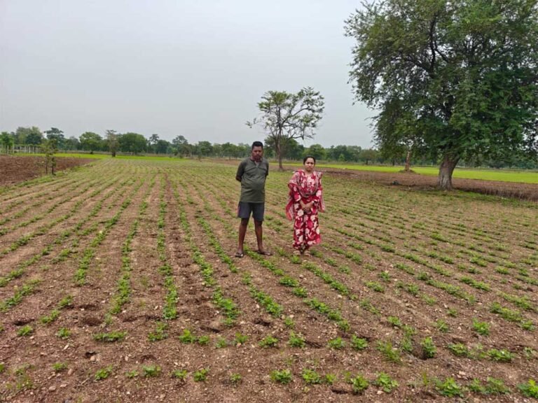 खेती में बदलाव ला रहा समृद्धि का रास्ता, लाभकारी फसलों से बढ़ी किसानों की आय