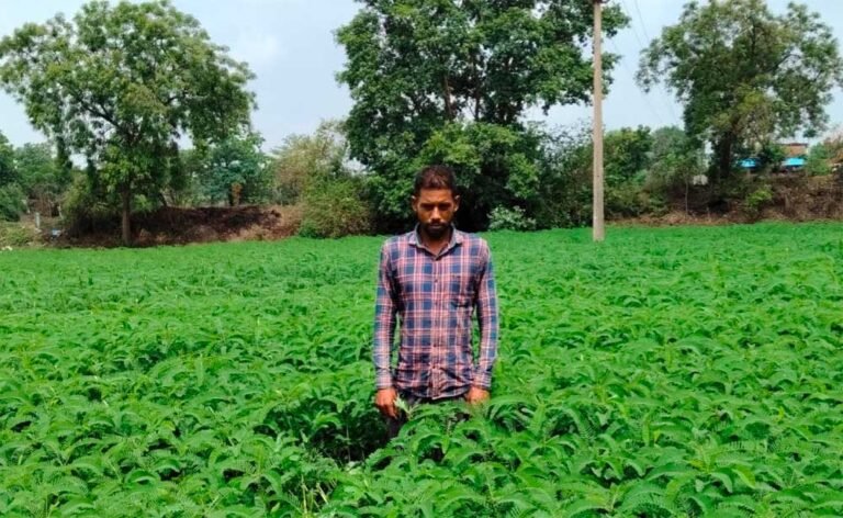 महासमुंद के किसान हिमांशु बंजारे ने ढैंचा की हरी खाद से शुरू की जैविक खेती