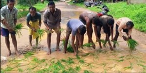 गड्ढों में धान की रोपाई कर फूटा ग्रामीणों का गुस्सा, सड़क निर्माण की मांग तेज