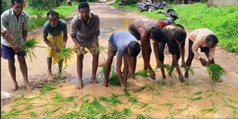 गड्ढों में धान की रोपाई कर फूटा ग्रामीणों का गुस्सा, सड़क निर्माण की मांग तेज