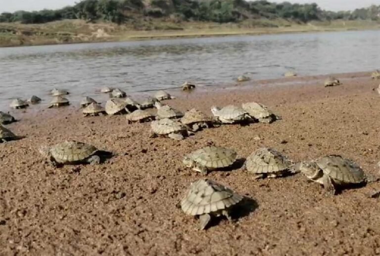 तीन राज्यों के वन विभाग संयुक्त रूप से करेंगे निगरानी