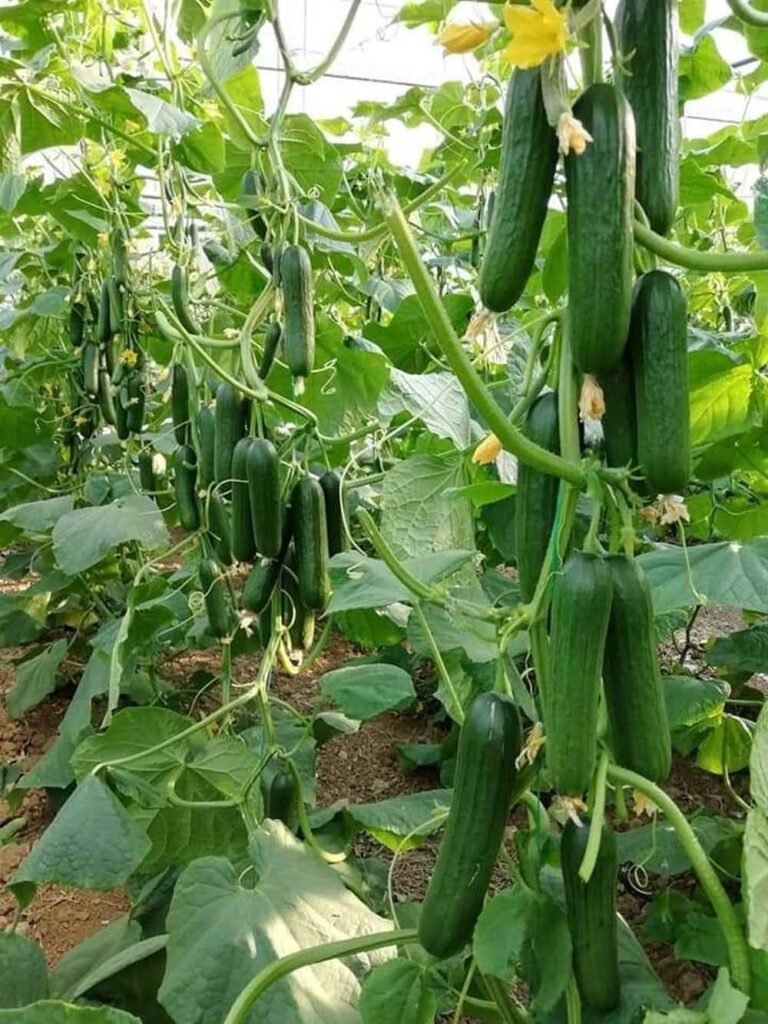 खीरे की वैज्ञानिक खेती बनी वरदान