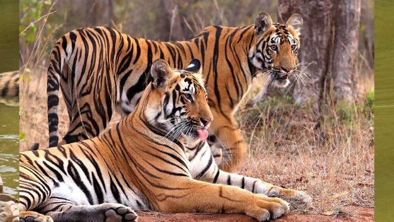 टेंशन फ्री माहौल का कमाल! इंदौर जू में 10 वर्षों में 25+ बाघ शावकों का हुआ जन्म