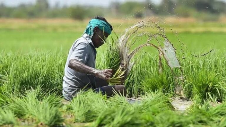किसानों को मौसम की मार से मिलेगी राहत, 41 जिलों में फसल बीमा योजना लागू; प्रीमियम सिर्फ 5%