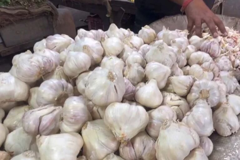 किसानों को मिलेगी नई तकनीक, बारां में लहसुन एक्सीलेंस सेंटर की तैयारी तेज
