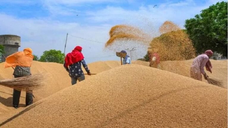 एक ही गिरदावरी पर कई बार गेहूं बेचकर करोड़ों का फर्जीवाड़ा उजागर