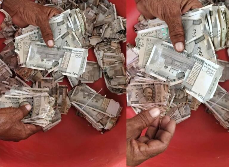 खेत में दबाए पांच लाख रुपये, जुताई में मिली थैली तो दीमक ने चट किए नोट