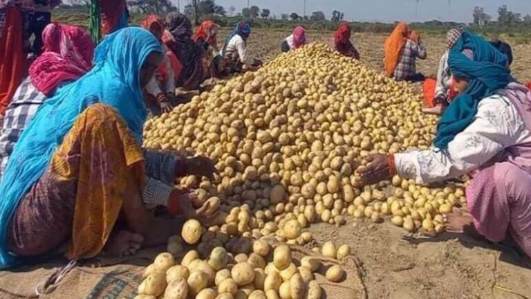 आलू किसानों के लिए योगी सरकार का बड़ा फैसला, ₹1000 करोड़ से मिलेगी राहत