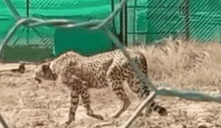21 दिन बाद जंगल में मिली लापता चीता निर्वात, लोकेशन ट्रेस कर बाड़े में वापस लाई गई