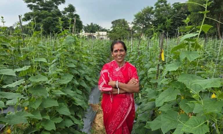 बिहान से बहनों को मिला आर्थिक संबल, खीरे की खेती से सुभद्रा मंडल ने लिखी आत्मनिर्भरता की नई कहानी