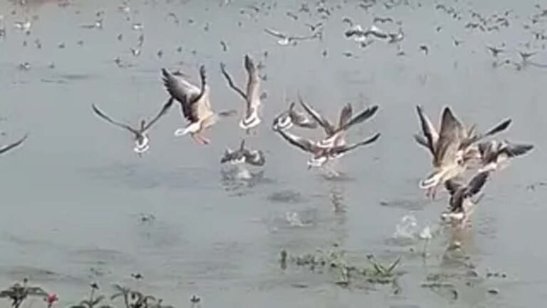 योगी सरकार ने सात वेटलैंड को रामसर साइट बनाने का भेजा प्रस्ताव, संख्या होगी 21