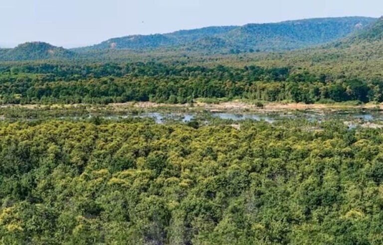 Forest Land Report: देश में सबसे ज्यादा वन भूमि का लैंड यूज बदला, MP में 371.54 वर्ग किमी जंगल हुए कम