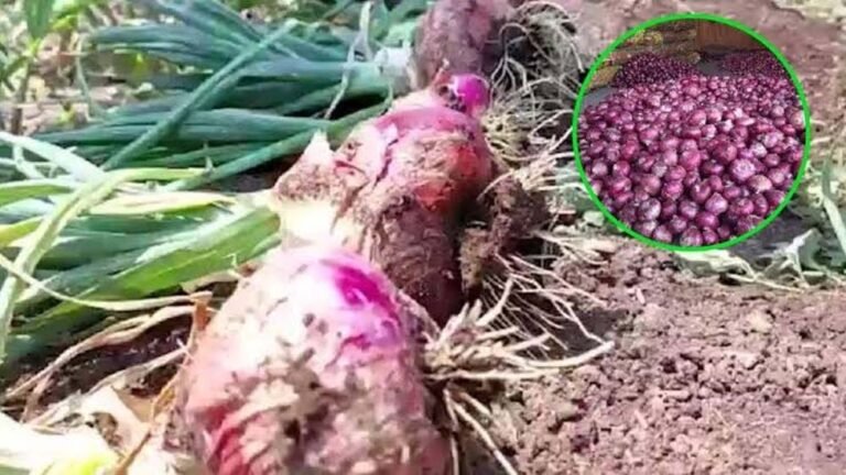त्योहारी सीजन से पहले महंगी हुई प्याज, एक महीने में 17% बढ़े दाम; सितंबर में सरकार देगी राहत