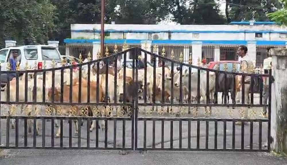 छत्तीसगढ़ में आवारा मवेशियों का मुद्दा गरमाया, ग्रामीणों ने कलेक्ट्रेट पहुंचकर की कार्रवाई की मांग