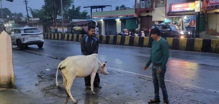 रेडियम बेल्ट से सजे आवारा मवेशी, हाईवे हादसे रोकने की अनोखी पहल