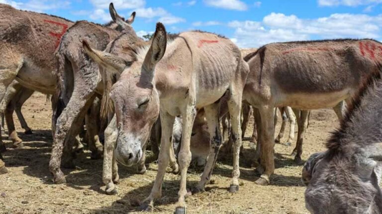 गधों की वजह से बदली रेगिस्तान की तस्वीर, 44 साल में बंजर जमीन पर फिर लौटी हरियाली