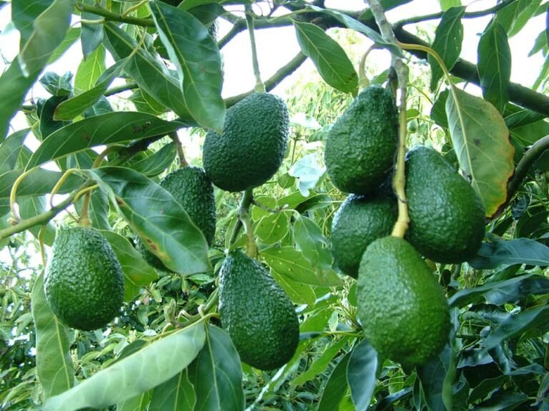 किसानों के लिए कमाई का नया मौका, राजस्थान में एवोकाडो की खेती से 40 साल तक उत्पादन