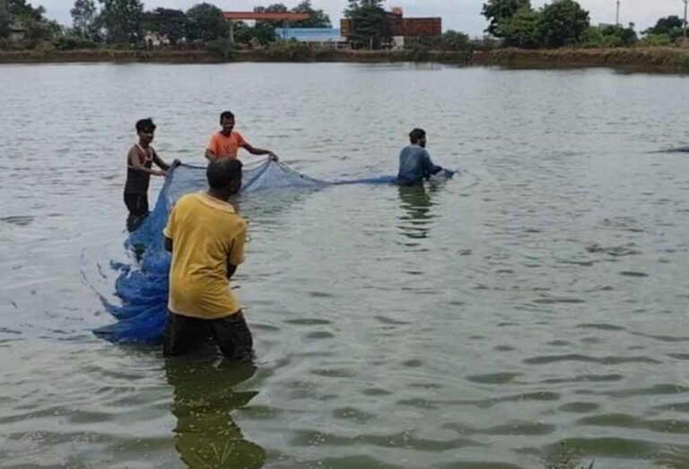 खेती के साथ मछली पालन से बढ़ी किसानों की आय, प्रधानमंत्री मत्स्य संपदा योजना बनी बदलाव की मिसाल