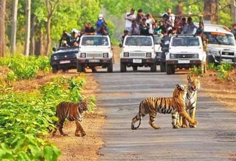 कान्हा में जंगल सफारी के नियम बदले, HSRP नंबर प्लेट वाले वाहन ही होंगे मान्य; दस्तावेजों की होगी जांच
