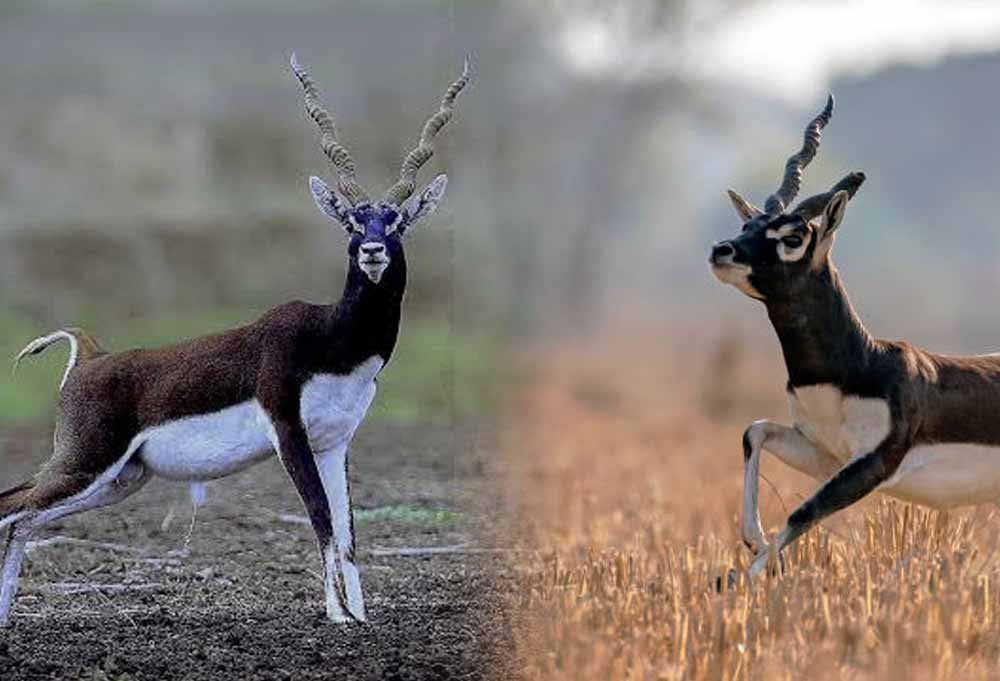 करीब 50 साल बाद गोमर्डा अभयारण्य में लौटेंगे काले हिरण, बारनवापारा से लाए जाएंगे 25 हिरण