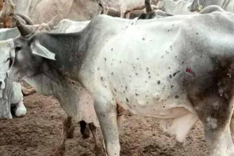 लंपी वायरस की रोकथाम के लिए योगी सरकार अलर्ट, 25 जिलों में 606 टीमें तैनात