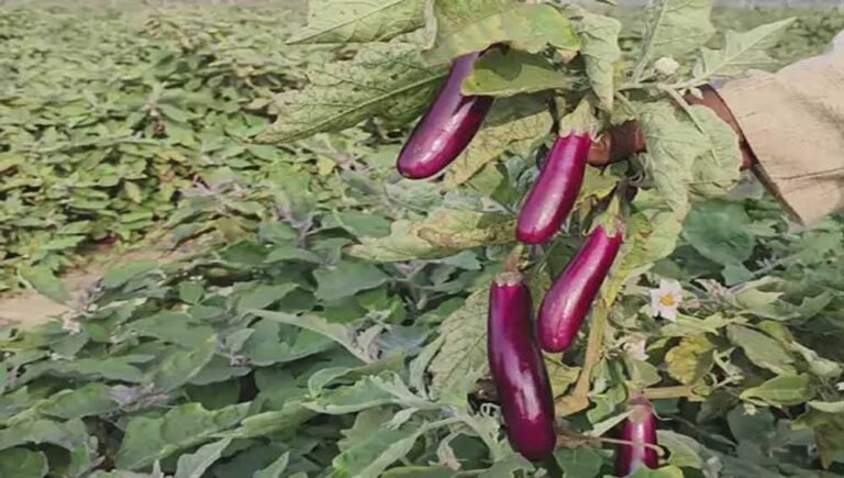 रायगढ़ के किसान का कमाल, बंजर जमीन पर ग्राफ्टेड टमाटर-बैंगन उगाकर कमाए 4.25 लाख