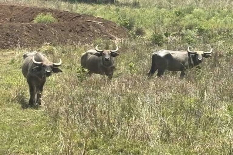 बांधवगढ़ में बढ़ रहा गौर का कुनबा, कान्हा में वन भैंसा पुनर्स्थापना से मजबूत होगा पारिस्थितिकी तंत्र