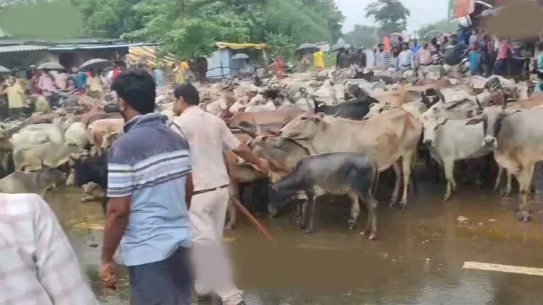 किसानों के मवेशी लेकर पहुंचते ही घबराए अधिकारी, मौके पर समाधान