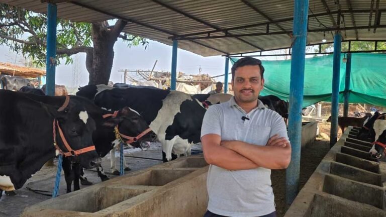 कृत्रिम गर्भाधान से अपने डेयरी फार्म में तैयार कर रहे उन्नत नस्ल की बछिया, बाहर से गाय खरीदने की जरूरत हुई कम
