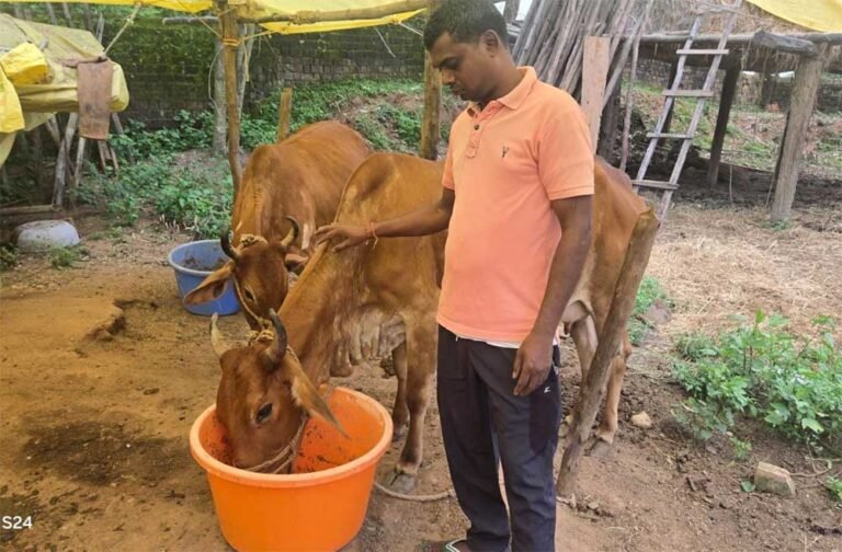 नस्ल सुधार ने बदली किसान विनोद की किस्मत, घर की बछिया बनी आर्थिक समृद्धि का आधार